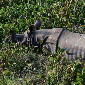 One-Horned Rhinoceros