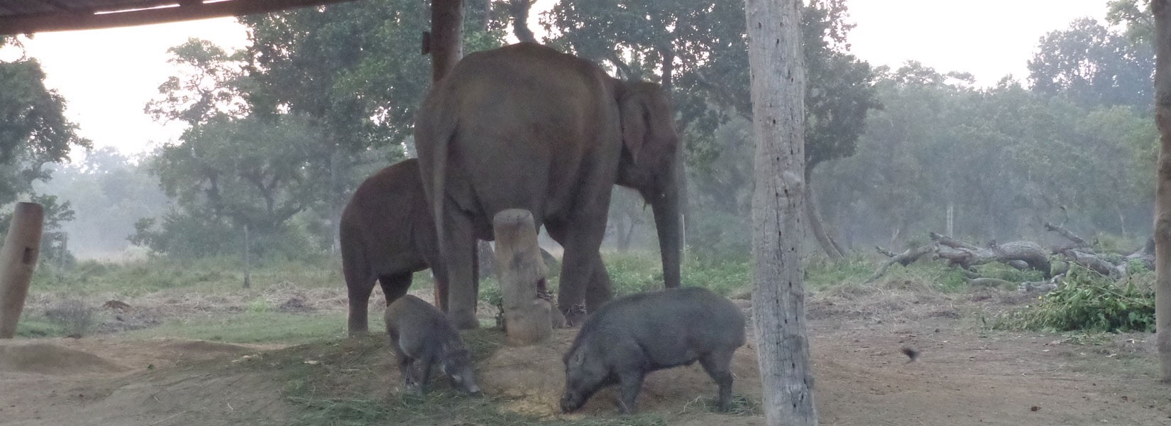 Chitwan Wildlife Safari