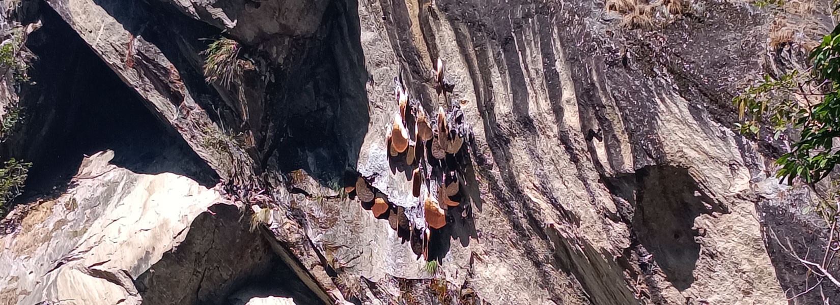 Honey Hunting Trek