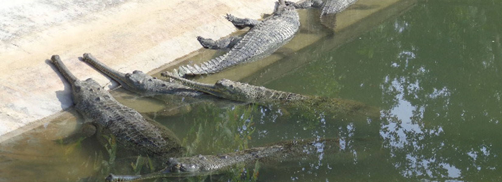 Chitwan National Park