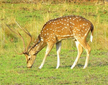 Bardia  National Park Safari