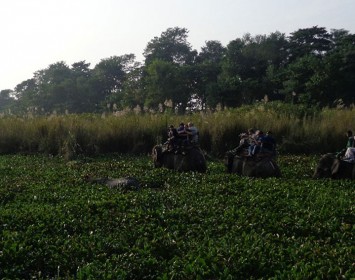 Chitwan Wildlife Safari