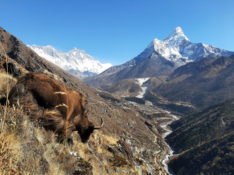 A Yak with Pangboche village, Ama Dablam, Nuptse, Lhotse and Mt. Everest in the background