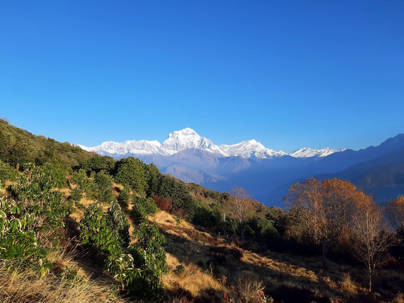Dhaulagiri Range as seen from on the way to Poonhill