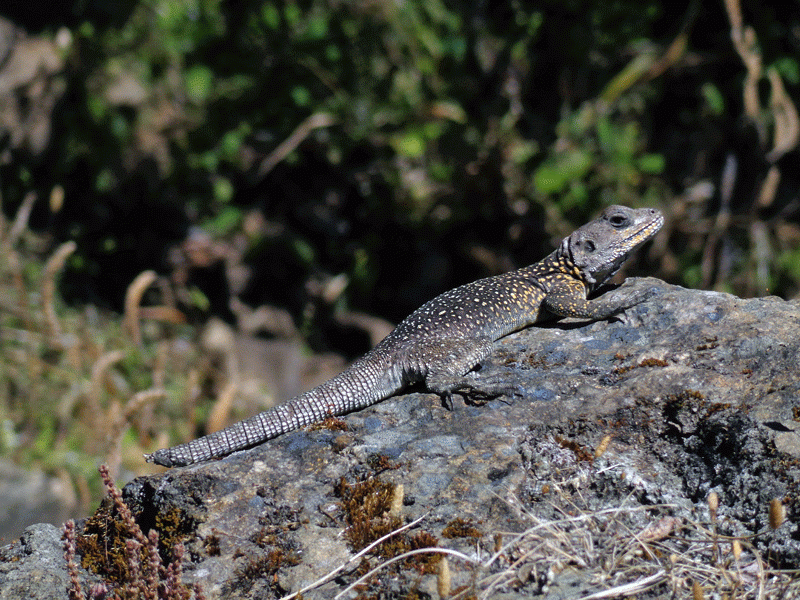 Chameleon sitting on a rock