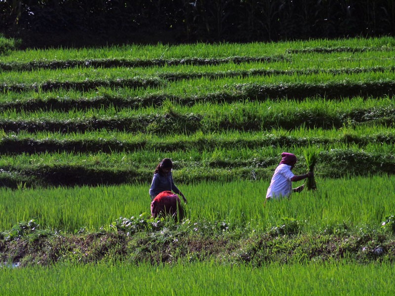 Villagers working in the field