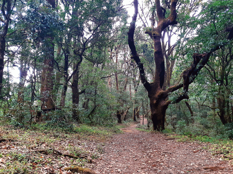 Forest trail to Shivapuri
