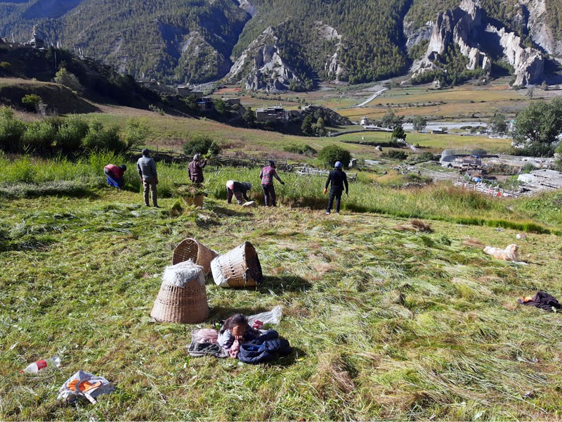 Locals collecting fodder for Yaks