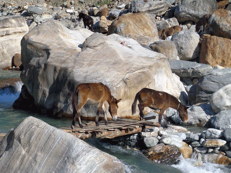 Mules crossing the Reshi Khola